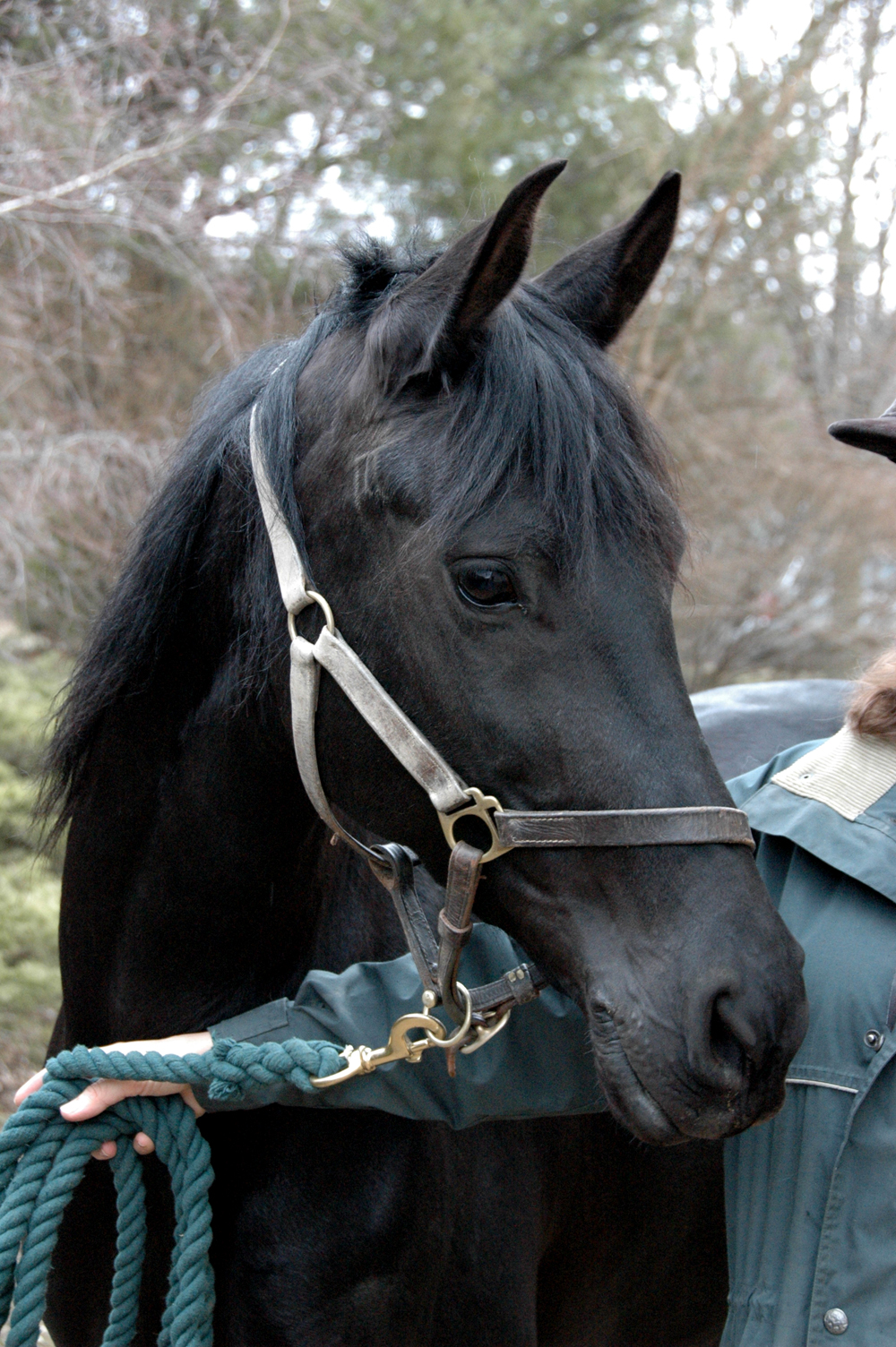 Premium stable halter